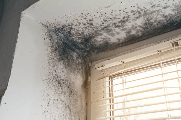 Affordable Mold Remediation solutions in Saint Johns, FL