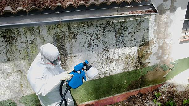 Top rated local Mold Remediation specialists in Saint Johns, FL